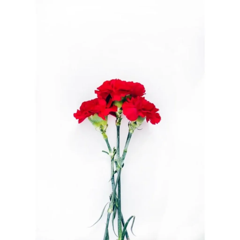 red rose flowers bundle