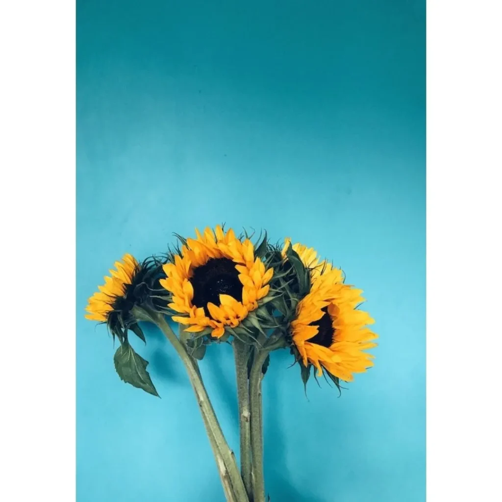 sunflower the image of the content of Flowers name in hindi