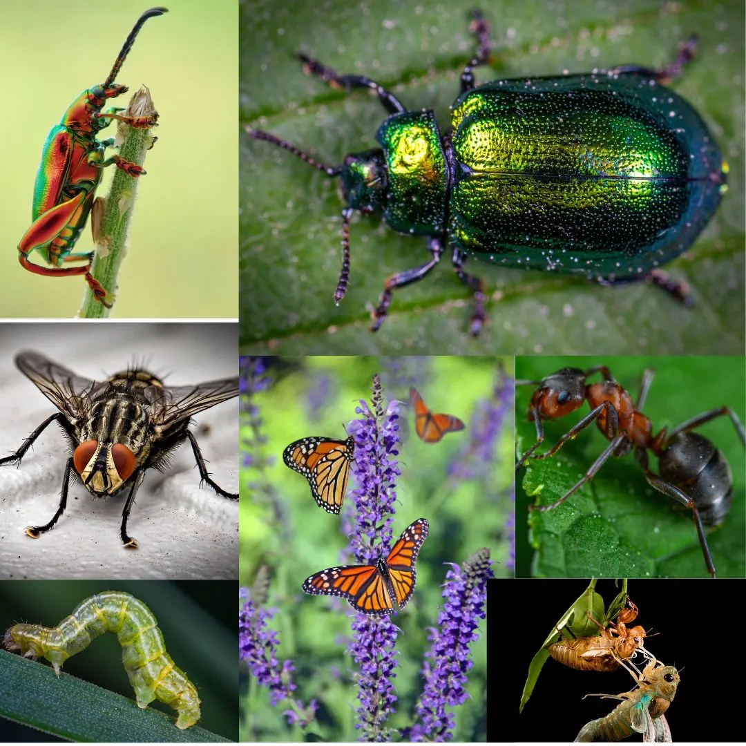 100 Popular Insects Name in Hindi and English